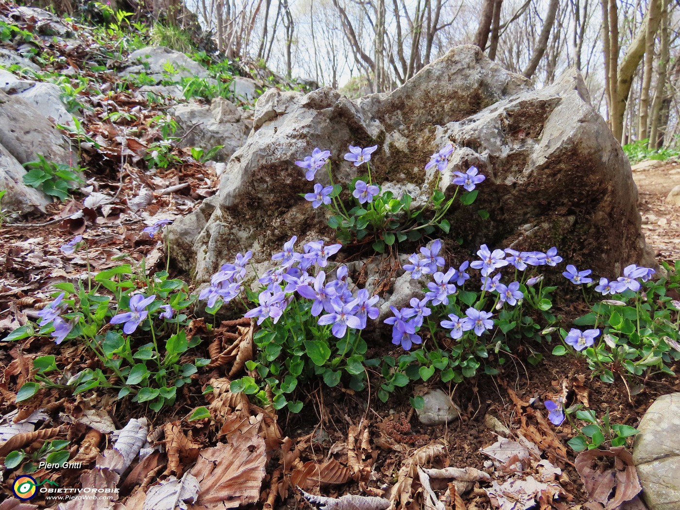 51 Bel bouquet di violette.JPG